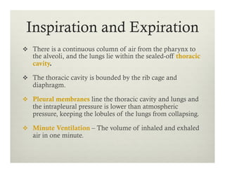 Inspiration and Expiration
v  There is a continuous column of air from the pharynx to
the alveoli, and the lungs lie within the sealed-off thoracic
cavity.
v  The thoracic cavity is bounded by the rib cage and
diaphragm.
v  Pleural membranes line the thoracic cavity and lungs and
the intrapleural pressure is lower than atmospheric
pressure, keeping the lobules of the lungs from collapsing.
v  Minute Ventilation – The volume of inhaled and exhaled
air in one minute.
 