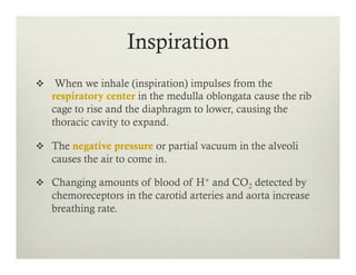 Inspiration
v  When we inhale (inspiration) impulses from the
respiratory center in the medulla oblongata cause the rib
cage to rise and the diaphragm to lower, causing the
thoracic cavity to expand.
v  The negative pressure or partial vacuum in the alveoli
causes the air to come in.
v  Changing amounts of blood of H+ and CO2 detected by
chemoreceptors in the carotid arteries and aorta increase
breathing rate.
 