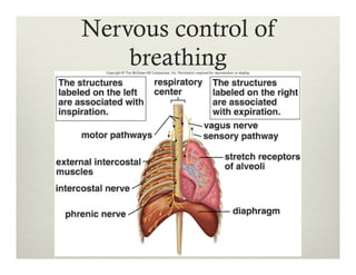 Nervous control of
breathing
 
