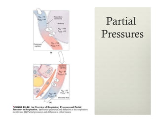 Partial
Pressures
 