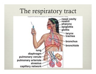 The respiratory tract
 