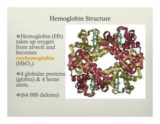 Hemoglobin Structure
v Hemoglobin (Hb)
takes up oxygen
from alveoli and
becomes
oxyhemoglobin
(HbO2).
v 4 globular proteins
(globin) & 4 heme
units.
v (64 000 daltons)
 