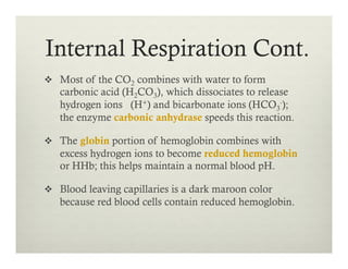 Internal Respiration Cont.
v  Most of the CO2 combines with water to form
carbonic acid (H2CO3), which dissociates to release
hydrogen ions (H+) and bicarbonate ions (HCO3
-);
the enzyme carbonic anhydrase speeds this reaction.
v  The globin portion of hemoglobin combines with
excess hydrogen ions to become reduced hemoglobin
or HHb; this helps maintain a normal blood pH.
v  Blood leaving capillaries is a dark maroon color
because red blood cells contain reduced hemoglobin.
 