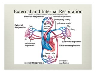 External and Internal Respiration
 