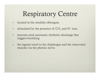 Respiratory Centre
•  located in the medulla oblongata
•  stimulated by the presence of CO2 and H+ ions.
•  neurons send automatic rhythmic discharge that
triggers breathing
•  the signals travel to the diaphragm and the intercostal
muscles via the phrenic nerve.
 