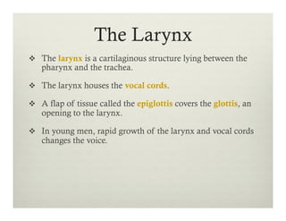 The Larynx
v  The larynx is a cartilaginous structure lying between the
pharynx and the trachea.
v  The larynx houses the vocal cords.
v  A flap of tissue called the epiglottis covers the glottis, an
opening to the larynx.
v  In young men, rapid growth of the larynx and vocal cords
changes the voice.
 
