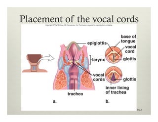 Placement of the vocal cords
15-8
 