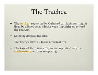 The Trachea
v  The trachea, supported by C-shaped cartilaginous rings, is
lined by ciliated cells, which sweep impurities up toward
the pharynx.
v  Smoking destroys the cilia.
v  The trachea takes air to the bronchial tree.
v  Blockage of the trachea requires an operation called a
tracheostomy to form an opening.
 