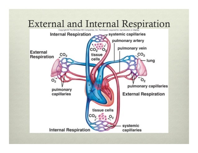 Bio12 Respiratory System Presentation