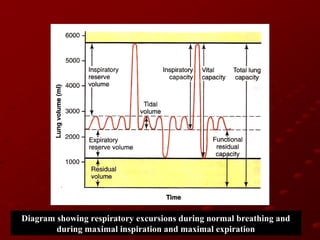 Diagram showing respiratory excursions during normal breathing and
during maximal inspiration and maximal expiration

 
