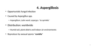 Comprehensive Overview of Respiratory Fungal Infections: Cryptococcosis ...