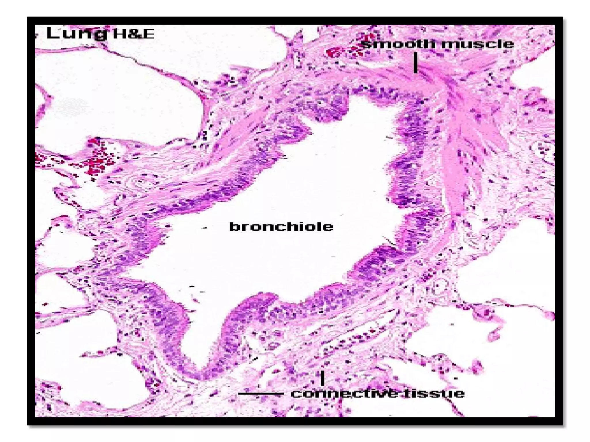 respiratory-system-histology-pptx