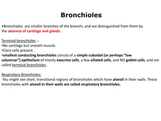 Bronchioles
•Bronchioles are smaller branches of the bronchi, and are distinguished from them by
the absence of cartilage and glands.
Terminal bronchioles :-
•No cartilage but smooth muscle.
•Clara cells present .
•smallest conducting bronchioles consist of a simple cuboidal (or perhaps “low
columnar”) epithelium of mostly exocrine cells, a few ciliated cells, and NO goblet cells, and are
called terminal bronchioles .
Respiratory Bronchioles:
You might see short, transitional regions of bronchioles which have alveoli in their walls. These
bronchioles with alveoli in their walls are called respiratory bronchioles.
 
