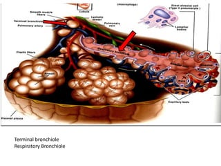 Terminal bronchiole
Respiratory Bronchiole
 
