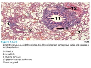 1- alveolus
2-bronchiole
6- Hyaline cartilage
11-pseudostratified epithelium
12-serous gland
 