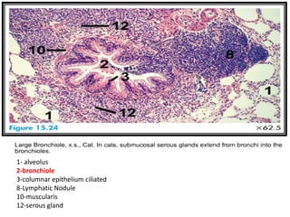 1- alveolus
2-bronchiole
3-columnar epithelium ciliated
8-Lymphatic Nodule
10-muscularis
12-serous gland
 