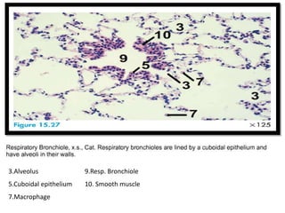 3.Alveolus
5.Cuboidal epithelium
7.Macrophage
9.Resp. Bronchiole
10. Smooth muscle
 