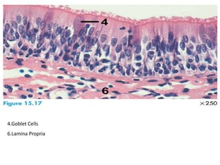 4.Goblet Cells
6.Lamina Propria
 
