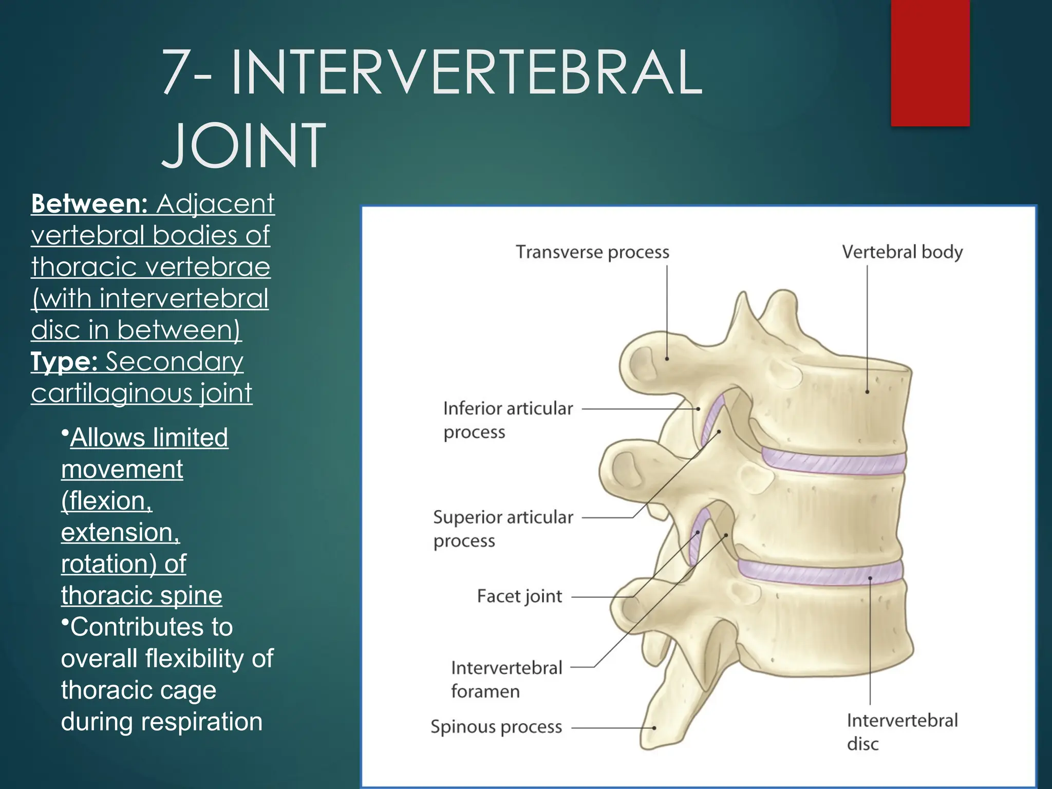 Vertebral Rptation With Rib Rotation Respiratory_Joints_and_Clinical_Correlations (1).pptx