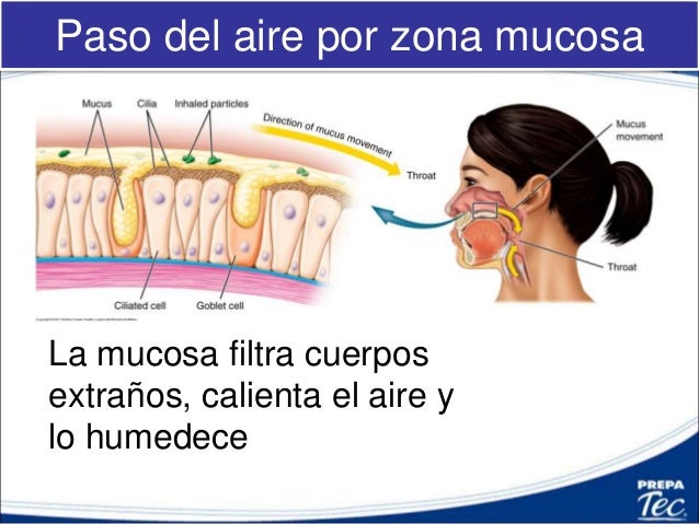 Filtra Humedece Y Calienta El Aire