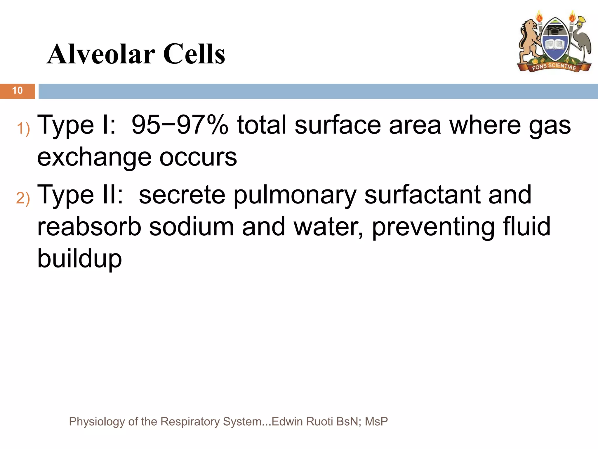 Alveolar Cells
10
1) Type I: 95−97% total surface area where gas
exchange occurs
2) Type II: secrete pulmonary surfactant and
reabsorb sodium and water, preventing fluid
buildup
Physiology of the Respiratory System...Edwin Ruoti BsN; MsP
 