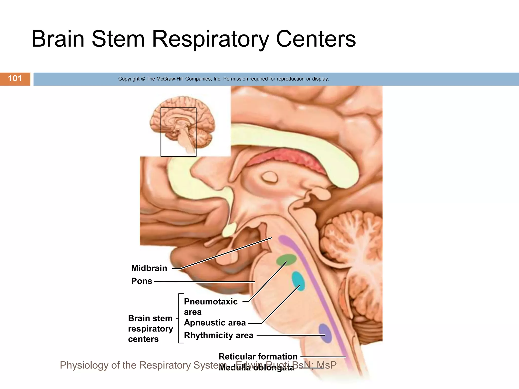 Brain Stem Respiratory Centers
Copyright © The McGraw-Hill Companies, Inc. Permission required for reproduction or display.
Midbrain
Pons
Brain stem
respiratory
centers
Pneumotaxic
area
Apneustic area
Rhythmicity area
Medulla oblongata
Reticular formation
101
Physiology of the Respiratory System...Edwin Ruoti BsN; MsP
 