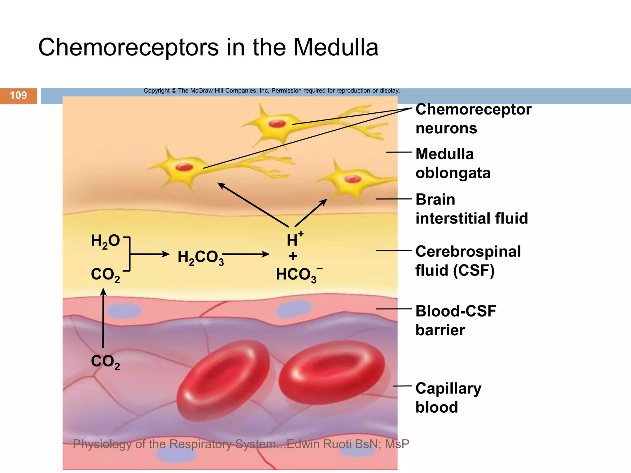Chemoreceptors in the Medulla
H
+
+
Chemoreceptor
neurons
Medulla
oblongata
Brain
interstitial fluid
Cerebrospinal
fluid (CSF)
Blood-CSF
barrier
Capillary
blood
CO2
CO2
H2O
H2CO3
HCO3
–
Copyright © The McGraw-Hill Companies, Inc. Permission required for reproduction or display.
109
Physiology of the Respiratory System...Edwin Ruoti BsN; MsP
 