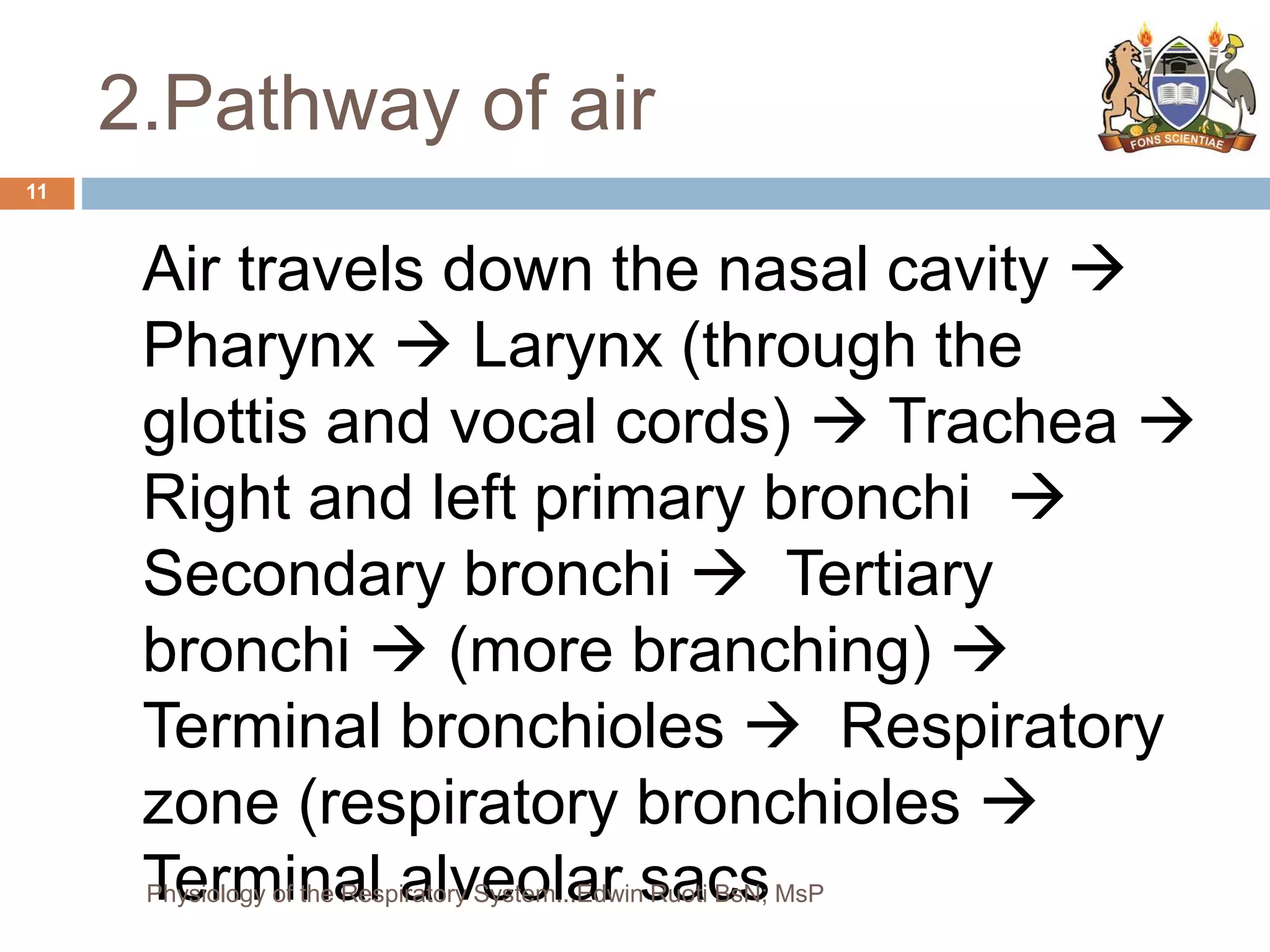 2.Pathway of air
Air travels down the nasal cavity 
Pharynx  Larynx (through the
glottis and vocal cords)  Trachea 
Right and left primary bronchi 
Secondary bronchi  Tertiary
bronchi  (more branching) 
Terminal bronchioles  Respiratory
zone (respiratory bronchioles 
Terminal alveolar sacs
11
Physiology of the Respiratory System...Edwin Ruoti BsN; MsP
 