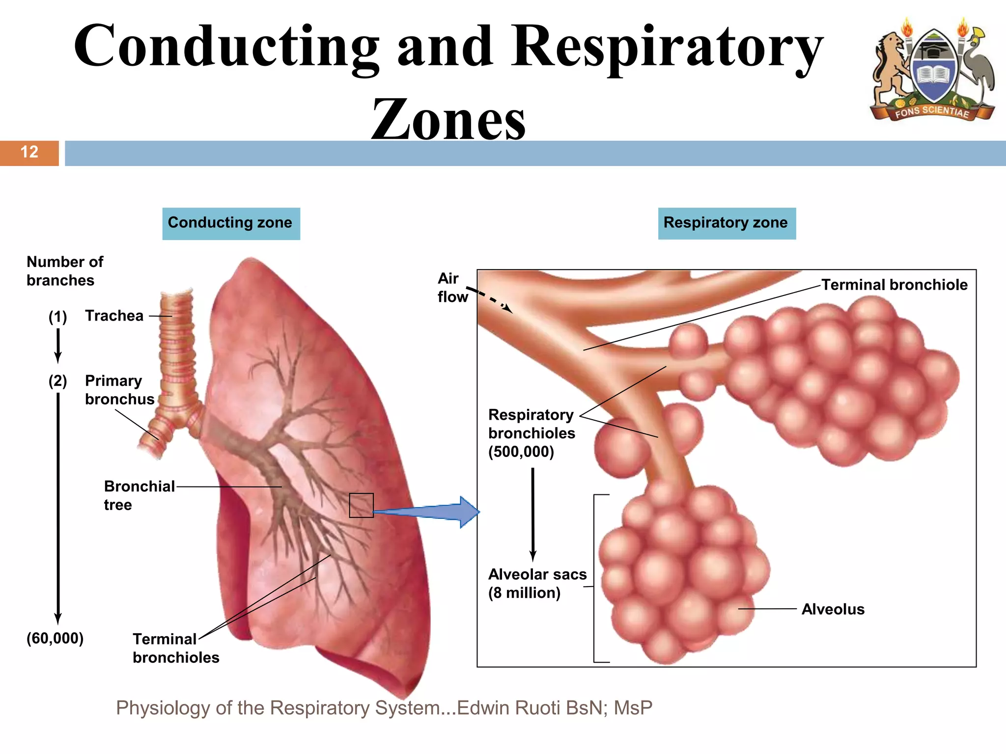 Conducting and Respiratory
Zones
Conducting zone Respiratory zone
Terminal bronchiole
Air
flow
Respiratory
bronchioles
(500,000)
Alveolar sacs
(8 million)
Alveolus
Terminal
bronchioles
(60,000)
Number of
branches
(1) Trachea
(2) Primary
bronchus
Bronchial
tree
12
Physiology of the Respiratory System...Edwin Ruoti BsN; MsP
 