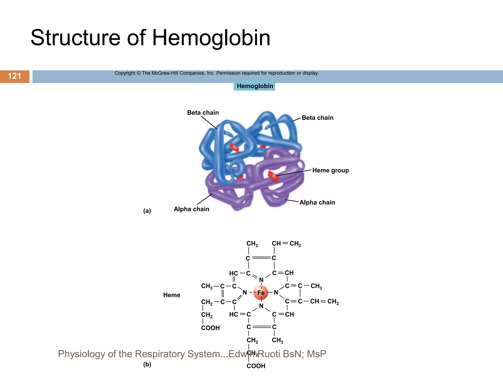 Structure of Hemoglobin
Copyright © The McGraw-Hill Companies, Inc. Permission required for reproduction or display.
C C
C
C
C C
C C
C C
C
N
N
N
C
C
C C
C
N
Hemoglobin
Beta chain
Heme group
Alpha chain
Alpha chain
Beta chain
CH2
CH
CH3
CH
CH3
HC
CH3
CH2
CH2
COOH
HC
Fe
CH
CH
CH3
CH2
CH2
COOH
Heme
(b)
(a)
CH2
121
Physiology of the Respiratory System...Edwin Ruoti BsN; MsP
 