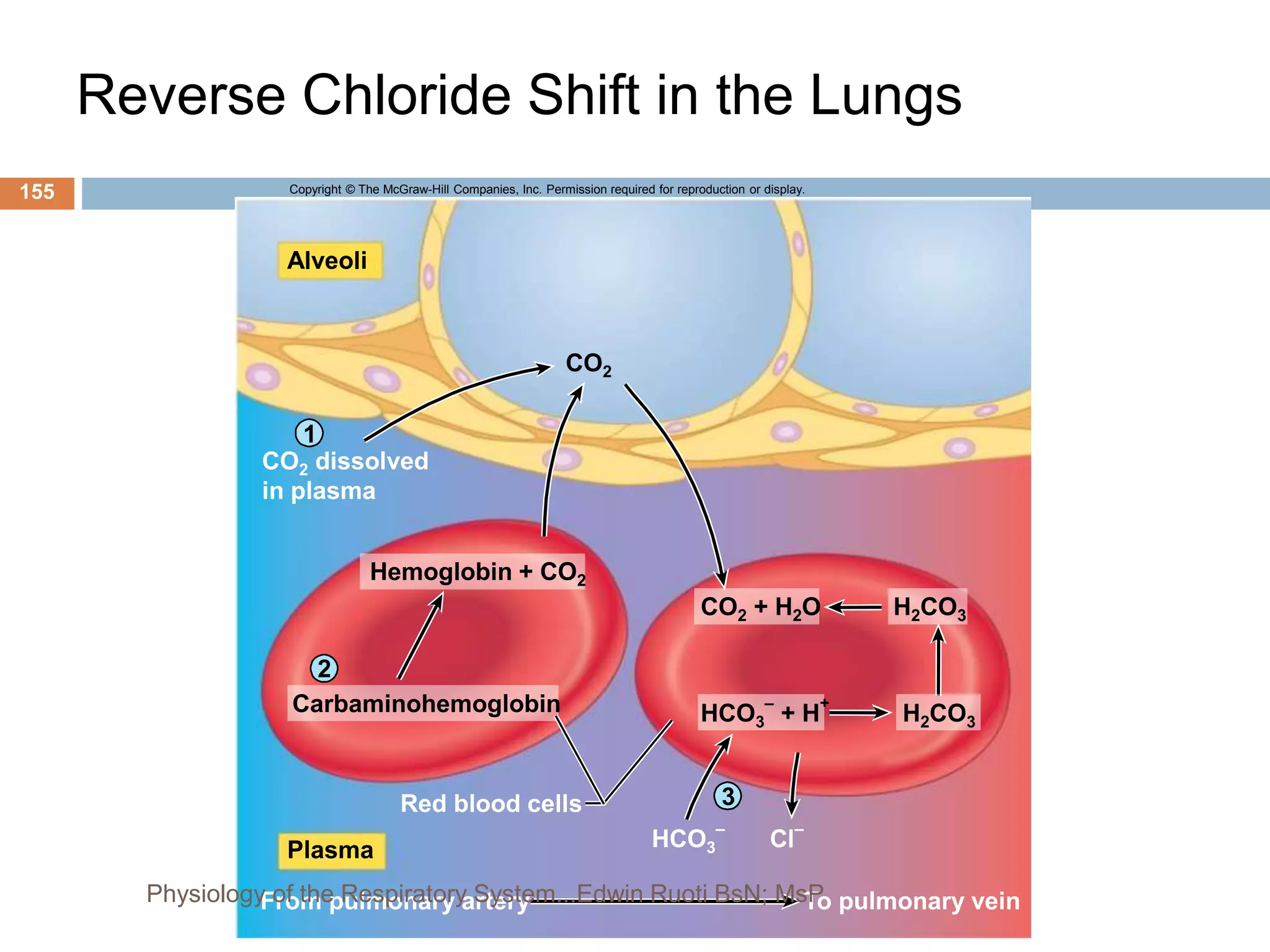 Reverse Chloride Shift in the Lungs
Copyright © The McGraw-Hill Companies, Inc. Permission required for reproduction or display.
1
3
2
Alveoli
CO2 dissolved
in plasma
CO2
Plasma
To pulmonary vein
From pulmonary artery
Red blood cells
HCO3
–
Cl
–
Hemoglobin + CO2
Carbaminohemoglobin H2CO3
H2CO3
CO2 + H2O
HCO3
–
+ H
+
155
Physiology of the Respiratory System...Edwin Ruoti BsN; MsP
 