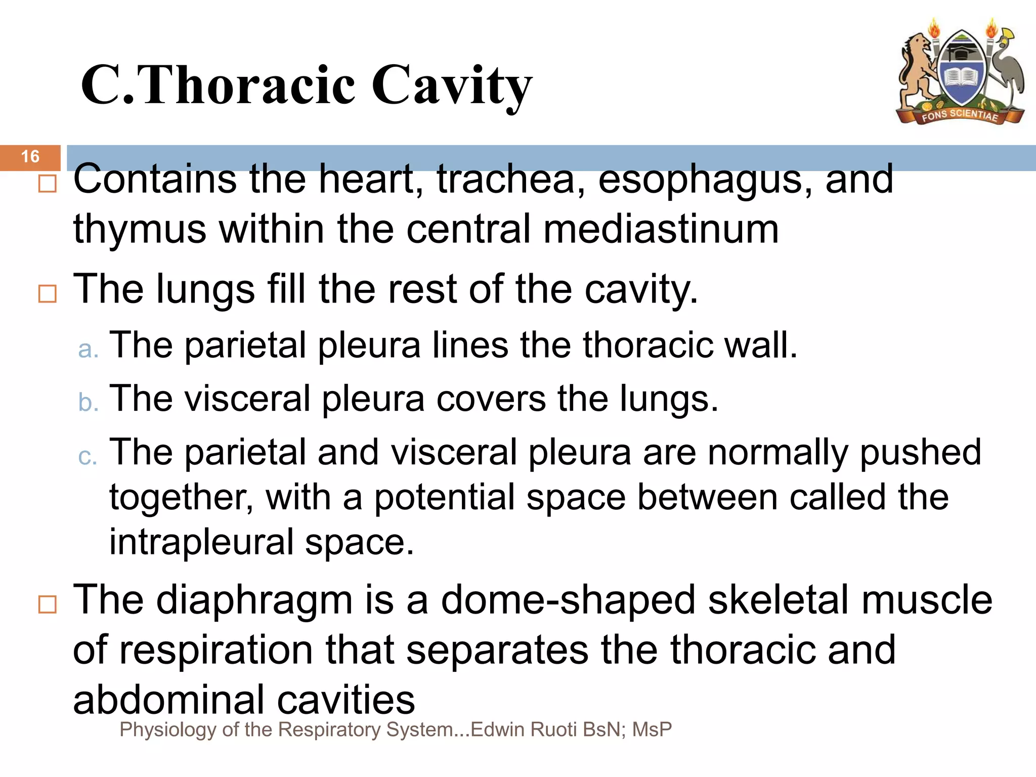 C.Thoracic Cavity
 Contains the heart, trachea, esophagus, and
thymus within the central mediastinum
 The lungs fill the rest of the cavity.
a. The parietal pleura lines the thoracic wall.
b. The visceral pleura covers the lungs.
c. The parietal and visceral pleura are normally pushed
together, with a potential space between called the
intrapleural space.
 The diaphragm is a dome-shaped skeletal muscle
of respiration that separates the thoracic and
abdominal cavities
16
Physiology of the Respiratory System...Edwin Ruoti BsN; MsP
 