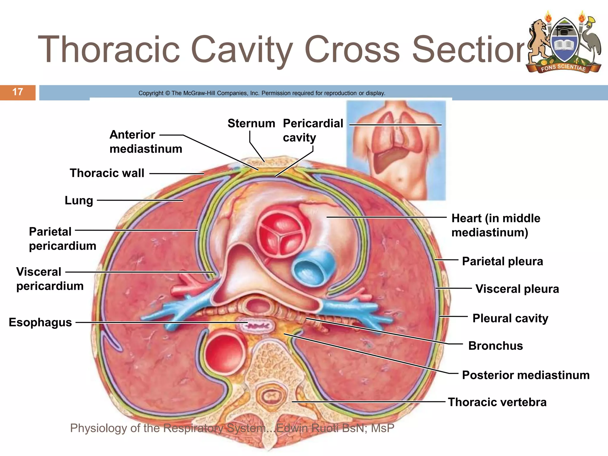 Thoracic Cavity Cross Section
Copyright © The McGraw-Hill Companies, Inc. Permission required for reproduction or display.
Anterior
mediastinum
Thoracic wall
Lung
Parietal
pericardium
Visceral
pericardium
Esophagus
Heart (in middle
mediastinum)
Parietal pleura
Visceral pleura
Pleural cavity
Bronchus
Posterior mediastinum
Thoracic vertebra
Pericardial
cavity
Sternum
17
Physiology of the Respiratory System...Edwin Ruoti BsN; MsP
 
