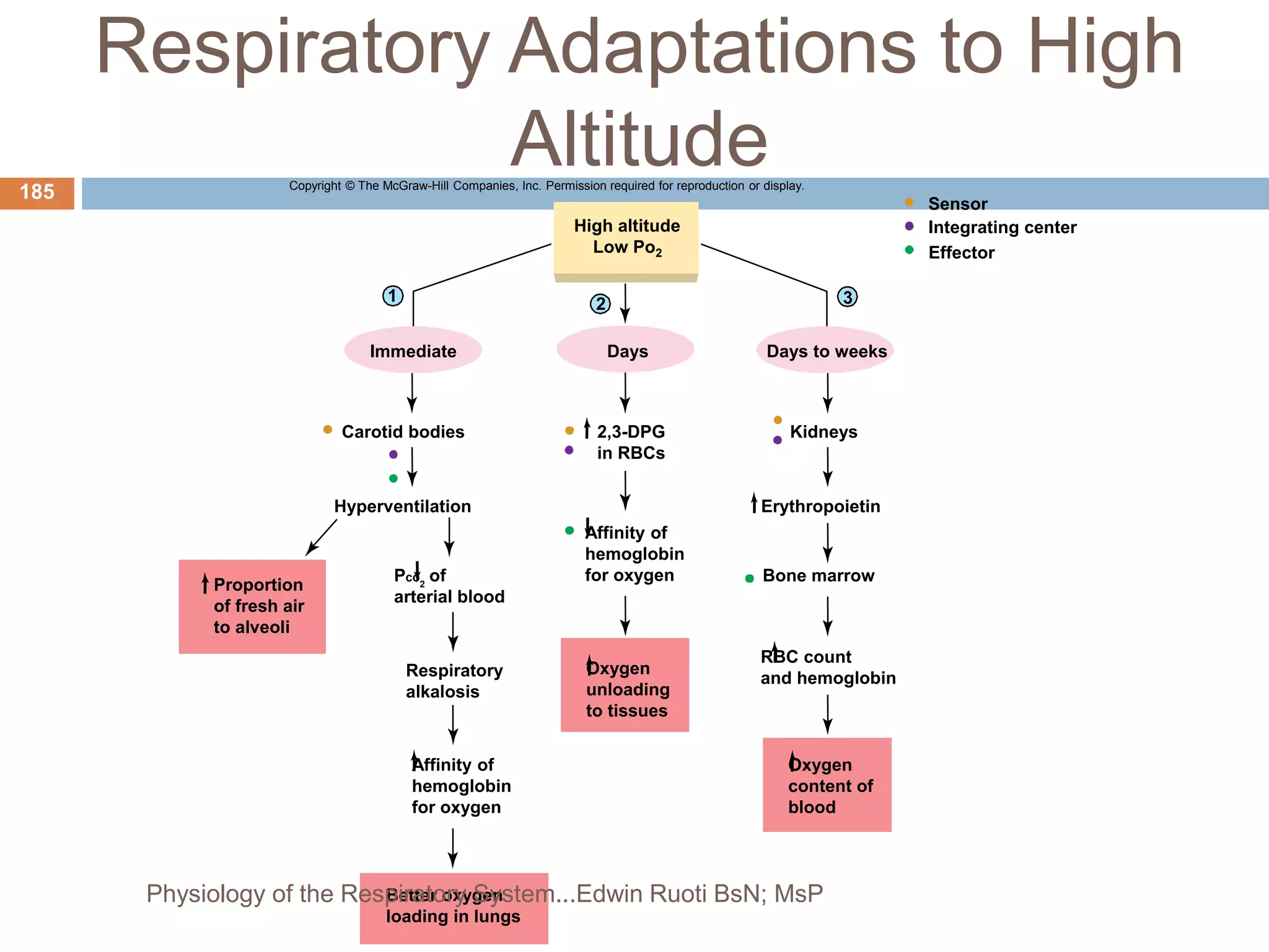 Respiratory Adaptations to High
Altitude
Copyright © The McGraw-Hill Companies, Inc. Permission required for reproduction or display.
1 2 3
Sensor
Integrating center
Effector
Days to weeks
Days
Immediate
High altitude
Low Po2
Carotid bodies 2,3-DPG
in RBCs
Kidneys
Erythropoietin
Pco2
of
arterial blood
Respiratory
alkalosis
Oxygen
unloading
to tissues
Affinity of
hemoglobin
for oxygen
Oxygen
content of
blood
RBC count
and hemoglobin
Bone marrow
Better oxygen
loading in lungs
Proportion
of fresh air
to alveoli
Hyperventilation
Affinity of
hemoglobin
for oxygen
185
Physiology of the Respiratory System...Edwin Ruoti BsN; MsP
 
