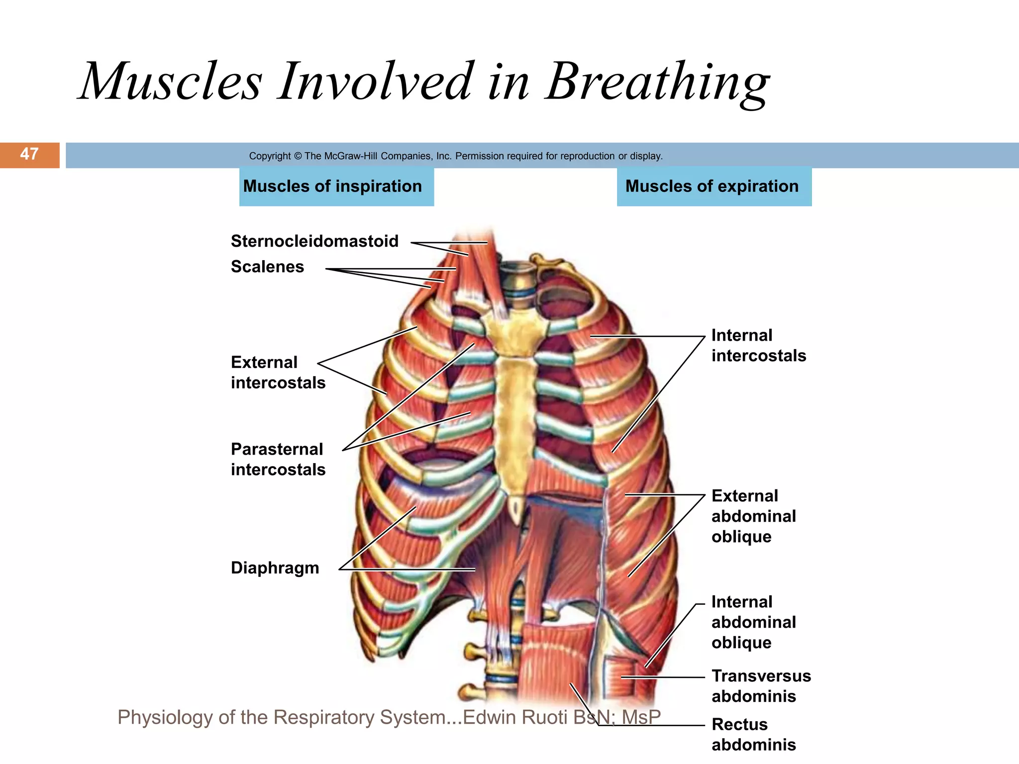 Muscles Involved in Breathing
Copyright © The McGraw-Hill Companies, Inc. Permission required for reproduction or display.
Muscles of expiration
Muscles of inspiration
Sternocleidomastoid
Scalenes
External
intercostals
Parasternal
intercostals
Diaphragm
Internal
intercostals
External
abdominal
oblique
Internal
abdominal
oblique
Transversus
abdominis
Rectus
abdominis
47
Physiology of the Respiratory System...Edwin Ruoti BsN; MsP
 