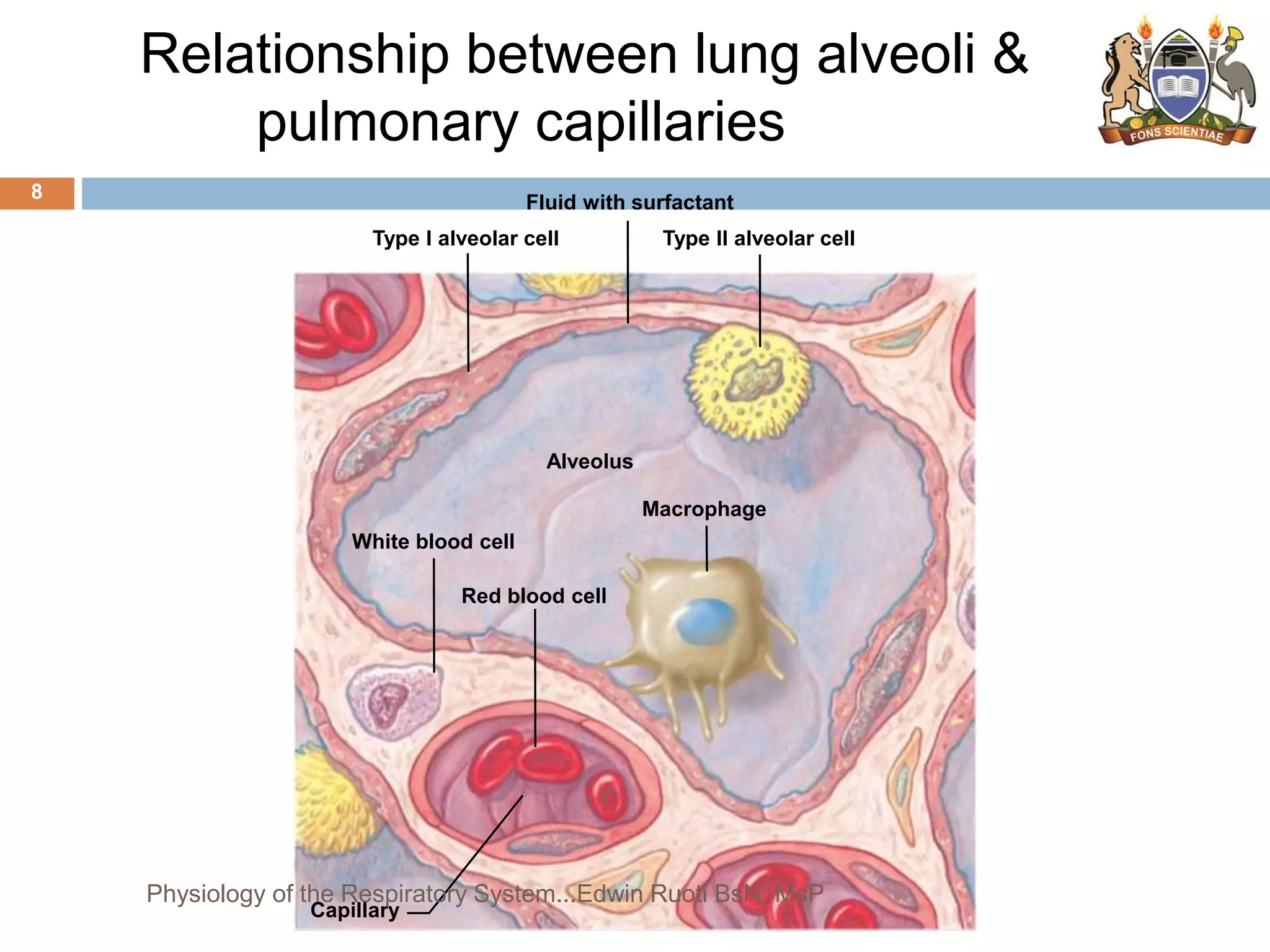 Relationship between lung alveoli &
pulmonary capillaries
Type II alveolar cell
Fluid with surfactant
Type I alveolar cell
Alveolus
Macrophage
White blood cell
Red blood cell
Capillary
8
Physiology of the Respiratory System...Edwin Ruoti BsN; MsP
 