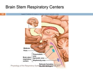 Brain Stem Respiratory Centers
Copyright © The McGraw-Hill Companies, Inc. Permission required for reproduction or display.
Midbrain
Pons
Brain stem
respiratory
centers
Pneumotaxic
area
Apneustic area
Rhythmicity area
Medulla oblongata
Reticular formation
101
Physiology of the Respiratory System...Edwin Ruoti BsN; MsP
 