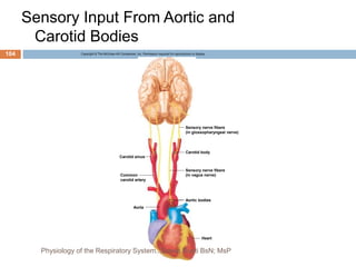 Sensory Input From Aortic and
Carotid Bodies
Sensory nerve fibers
(in glossopharyngeal nerve)
Carotid body
Sensory nerve fibers
(in vagus nerve)
Carotid sinus
Common
carotid artery
Aorta
Heart
Aortic bodies
Copyright © The McGraw-Hill Companies, Inc. Permission required for reproduction or display.
104
Physiology of the Respiratory System...Edwin Ruoti BsN; MsP
 