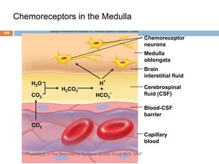 Chemoreceptors in the Medulla
H
+
+
Chemoreceptor
neurons
Medulla
oblongata
Brain
interstitial fluid
Cerebrospinal
fluid (CSF)
Blood-CSF
barrier
Capillary
blood
CO2
CO2
H2O
H2CO3
HCO3
–
Copyright © The McGraw-Hill Companies, Inc. Permission required for reproduction or display.
109
Physiology of the Respiratory System...Edwin Ruoti BsN; MsP
 
