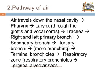 2.Pathway of air
Air travels down the nasal cavity 
Pharynx  Larynx (through the
glottis and vocal cords)  Trachea 
Right and left primary bronchi 
Secondary bronchi  Tertiary
bronchi  (more branching) 
Terminal bronchioles  Respiratory
zone (respiratory bronchioles 
Terminal alveolar sacs
11
Physiology of the Respiratory System...Edwin Ruoti BsN; MsP
 