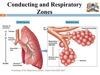 Conducting and Respiratory
Zones
Conducting zone Respiratory zone
Terminal bronchiole
Air
flow
Respiratory
bronchioles
(500,000)
Alveolar sacs
(8 million)
Alveolus
Terminal
bronchioles
(60,000)
Number of
branches
(1) Trachea
(2) Primary
bronchus
Bronchial
tree
12
Physiology of the Respiratory System...Edwin Ruoti BsN; MsP
 