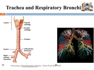 Trachea and Respiratory Bronchi
Larynx Thyroid
cartilage
Cricoid
cartilage
Trachea
Left primary
bronchus
Carina
Right
primary
bronchus
(a) (b)
b: © Ralph Hutchings/Visuals Unlimited
13
Physiology of the Respiratory System...Edwin Ruoti BsN; MsP
 