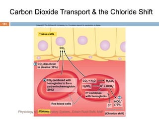 Carbon Dioxide Transport & the Chloride Shift
Copyright © The McGraw-Hill Companies, Inc. Permission required for reproduction or display.
1
2
3
CO2
Tissue cells
Plasma
CO2 dissolved
in plasma (10%)
CO2 combined with
hemoglobin to form
carbaminohemoglobin
(20%)
Red blood cells
H
+
+ HCO3
–
H+ combines
with hemoglobin
HCO3
–
(70%)
(Chloride shift)
Cl
–
H2CO3
H2CO3
CO2 + H2O
151
Physiology of the Respiratory System...Edwin Ruoti BsN; MsP
 