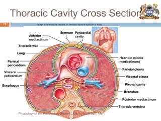 Thoracic Cavity Cross Section
Copyright © The McGraw-Hill Companies, Inc. Permission required for reproduction or display.
Anterior
mediastinum
Thoracic wall
Lung
Parietal
pericardium
Visceral
pericardium
Esophagus
Heart (in middle
mediastinum)
Parietal pleura
Visceral pleura
Pleural cavity
Bronchus
Posterior mediastinum
Thoracic vertebra
Pericardial
cavity
Sternum
17
Physiology of the Respiratory System...Edwin Ruoti BsN; MsP
 