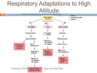 Respiratory Adaptations to High
Altitude
Copyright © The McGraw-Hill Companies, Inc. Permission required for reproduction or display.
1 2 3
Sensor
Integrating center
Effector
Days to weeks
Days
Immediate
High altitude
Low Po2
Carotid bodies 2,3-DPG
in RBCs
Kidneys
Erythropoietin
Pco2
of
arterial blood
Respiratory
alkalosis
Oxygen
unloading
to tissues
Affinity of
hemoglobin
for oxygen
Oxygen
content of
blood
RBC count
and hemoglobin
Bone marrow
Better oxygen
loading in lungs
Proportion
of fresh air
to alveoli
Hyperventilation
Affinity of
hemoglobin
for oxygen
185
Physiology of the Respiratory System...Edwin Ruoti BsN; MsP
 