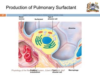 Production of Pulmonary Surfactant
Copyright © The McGraw-Hill Companies, Inc. Permission required for reproduction or display.
Basal
lamina Surfactant
Type II
alveolar cell
Alveolus
Macrophage
Type I
alveolar cell
Capillary
endothelium
37
Physiology of the Respiratory System...Edwin Ruoti BsN; MsP
 
