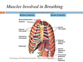 Muscles Involved in Breathing
Copyright © The McGraw-Hill Companies, Inc. Permission required for reproduction or display.
Muscles of expiration
Muscles of inspiration
Sternocleidomastoid
Scalenes
External
intercostals
Parasternal
intercostals
Diaphragm
Internal
intercostals
External
abdominal
oblique
Internal
abdominal
oblique
Transversus
abdominis
Rectus
abdominis
47
Physiology of the Respiratory System...Edwin Ruoti BsN; MsP
 