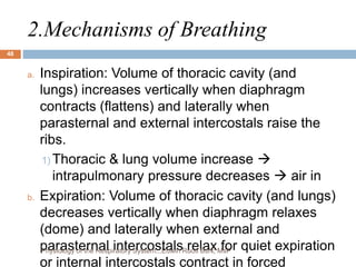 2.Mechanisms of Breathing
a. Inspiration: Volume of thoracic cavity (and
lungs) increases vertically when diaphragm
contracts (flattens) and laterally when
parasternal and external intercostals raise the
ribs.
1) Thoracic & lung volume increase 
intrapulmonary pressure decreases  air in
b. Expiration: Volume of thoracic cavity (and lungs)
decreases vertically when diaphragm relaxes
(dome) and laterally when external and
parasternal intercostals relax for quiet expiration
or internal intercostals contract in forced
48
Physiology of the Respiratory System...Edwin Ruoti BsN; MsP
 