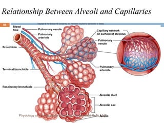 Relationship Between Alveoli and Capillaries
Copyright © The McGraw-Hill Companies, Inc. Permission required for reproduction or display.
Blood
flow Pulmonary venule
Pulmonary
arteriole
Bronchiole
Terminal bronchiole
Capillary network
on surface of alveolus
Pulmonary
venule
Pulmonary
arteriole
Alveolar duct
Alveolar sac
Alveoli
Respiratory bronchiole
80
Physiology of the Respiratory System...Edwin Ruoti BsN; MsP
 