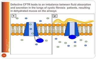 Defective CFTR leads to an imbalance between fluid absorption
and secretion in the lungs of cystic fibrosis patients, resulting
in dehydrated mucus on the airways
134
 